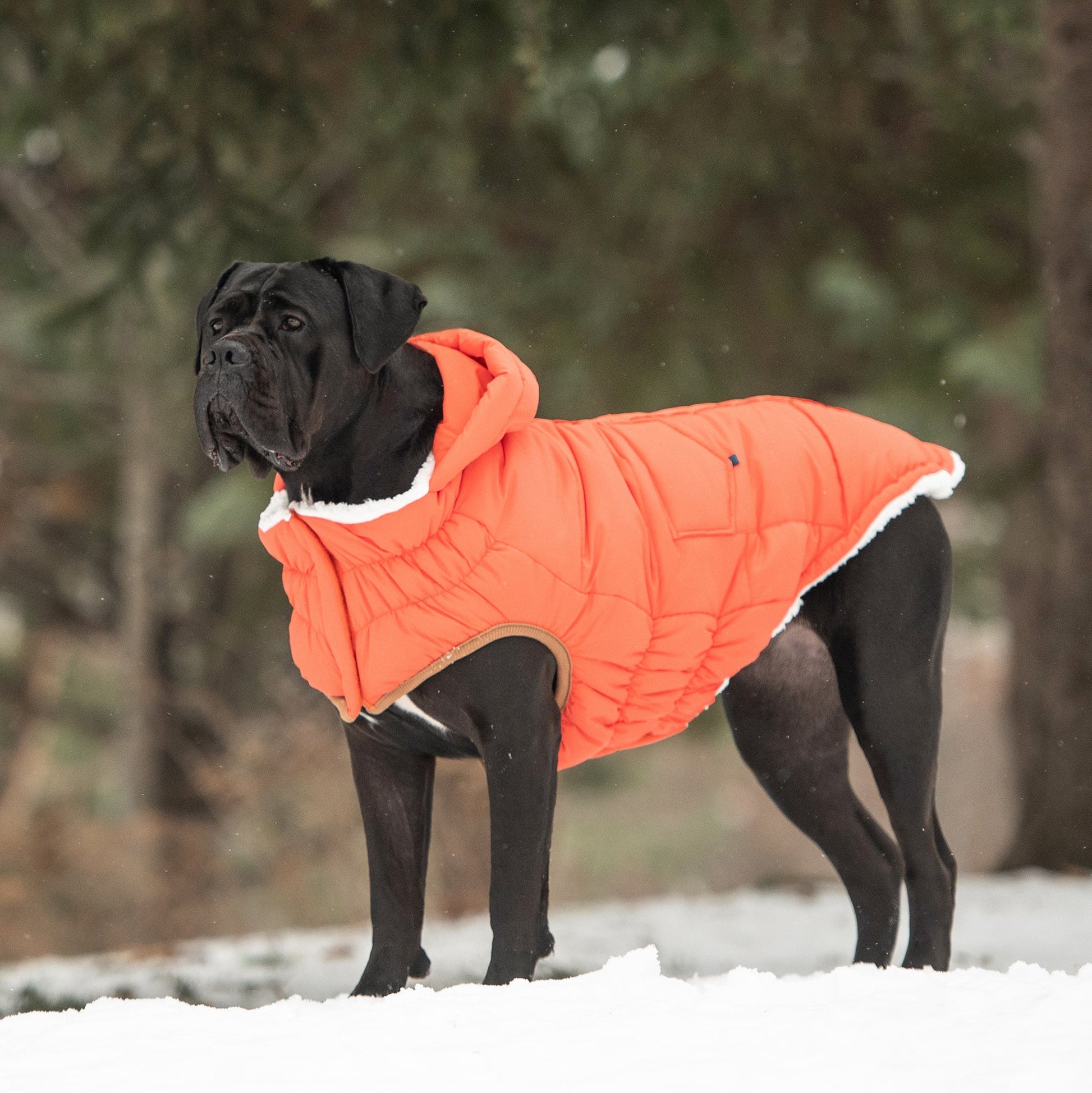 The Puff Parka - Orange - WFP Store